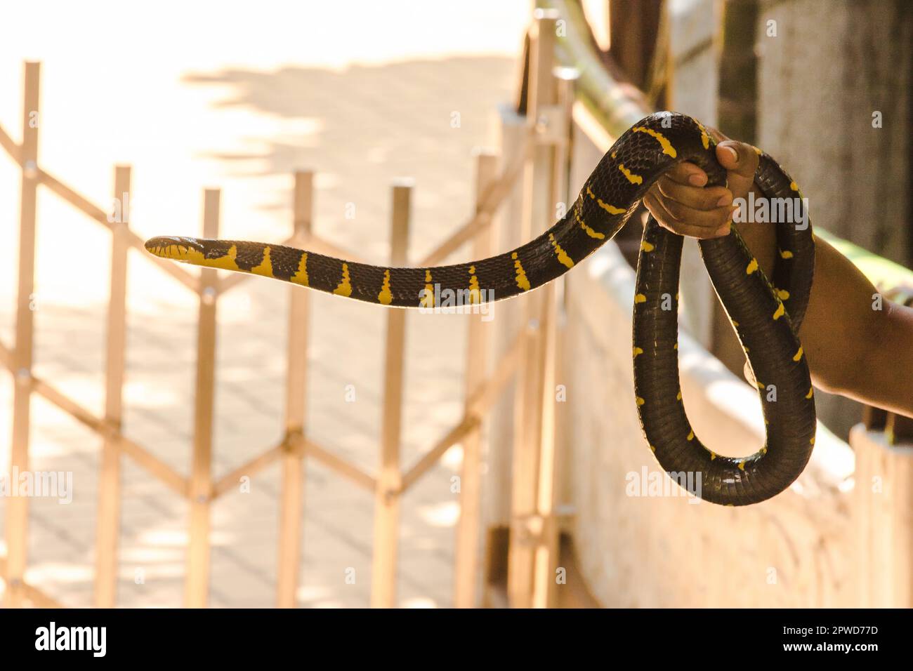 Malayan Krait ist auf der Hand eines Mannes. Eine Schlange mit schwarzen und weißen Streifen entlang der Körperlänge. Stockfoto