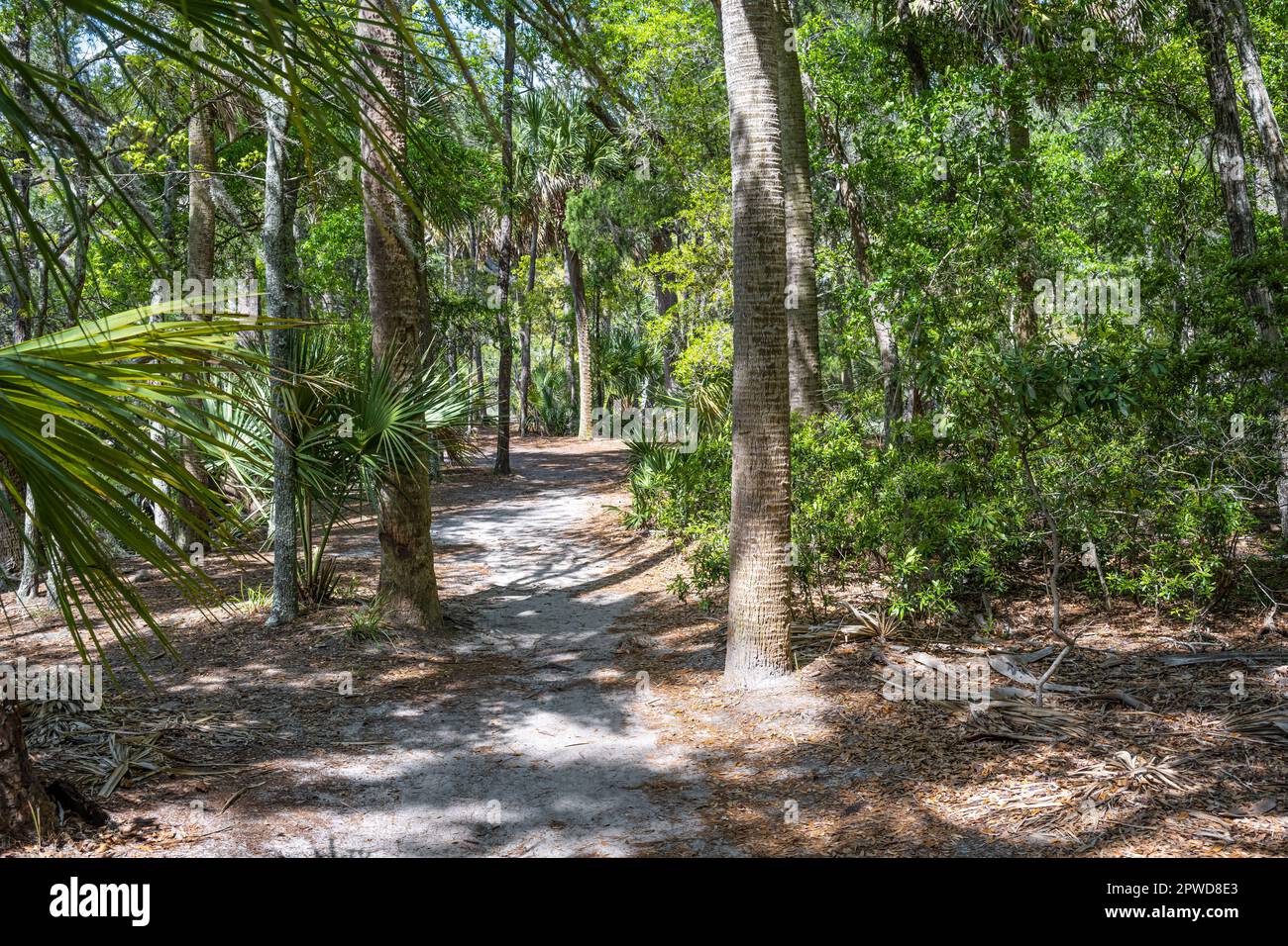 Bewaldeter Pfad an der Wormsloe State Historic Site in Savannah, Georgia. (USA) Stockfoto