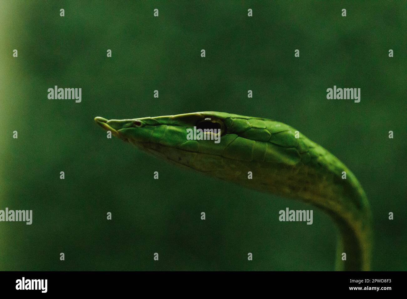 Die langnasige Peitschenschlange ist eine Art giftige Schlange, die den größten Teil des Baumlebens lebt Stockfoto