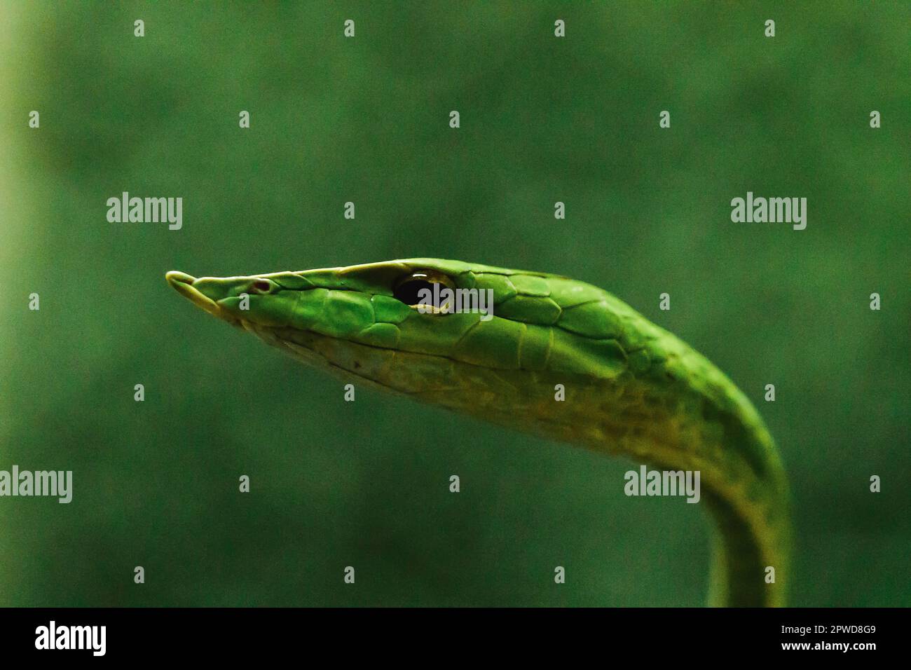 Die langnasige Peitschenschlange ist eine Art giftige Schlange, die den größten Teil des Baumlebens lebt Stockfoto