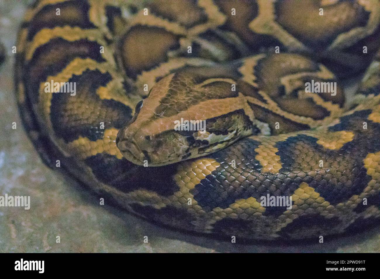 Python Bivittatus ist eine große, giftige Schlange, eine der sechs größten Schlangen der Welt. Stockfoto