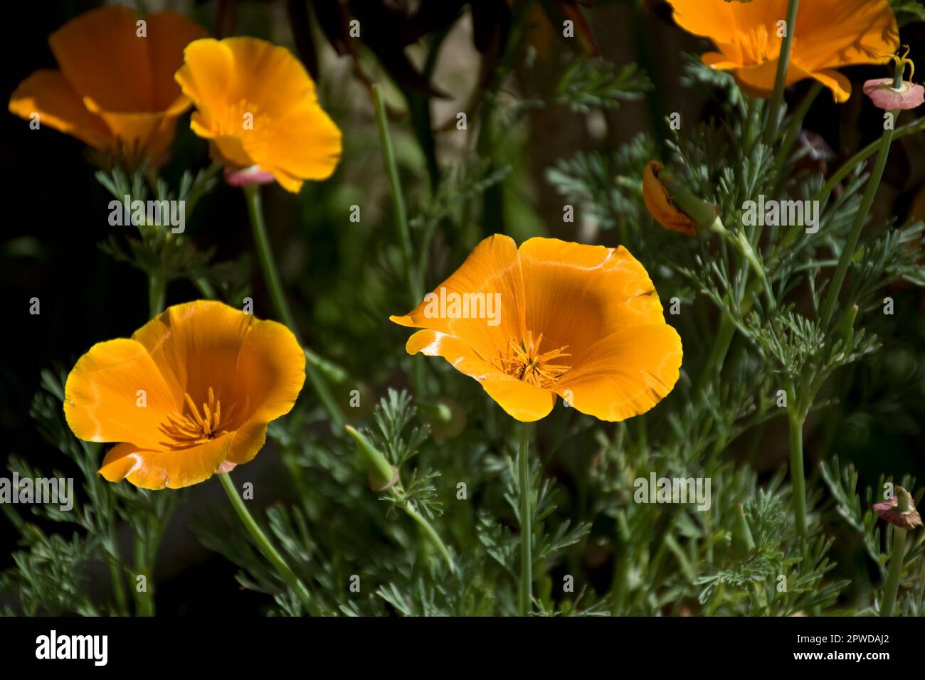 Golden Orange California Mohn blüht im sonnigen und regnerischen Frühling auf dem Feld und in der Wüste Stockfoto