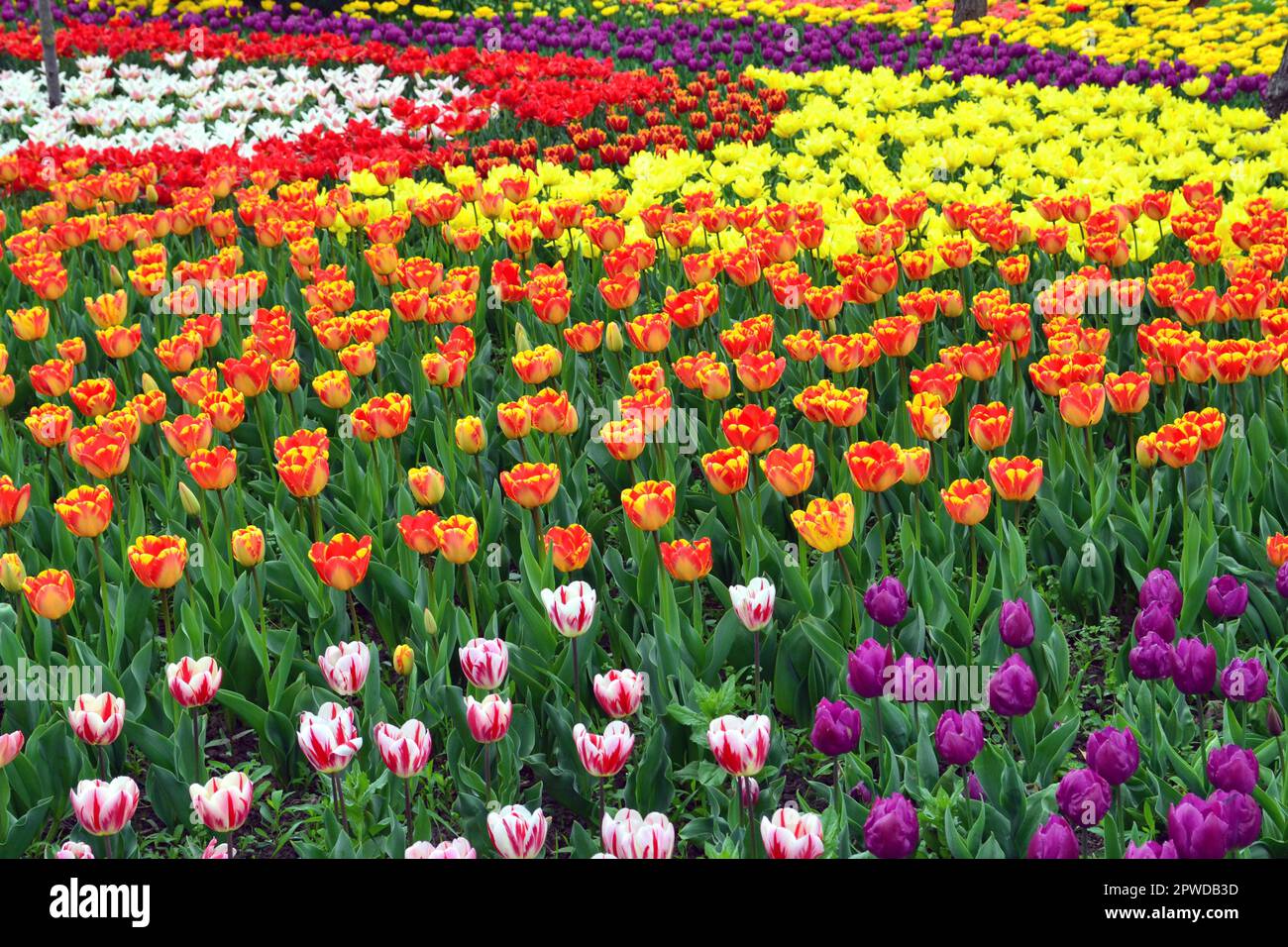 Mehrfarbige Tulpen in einem Park Stockfoto