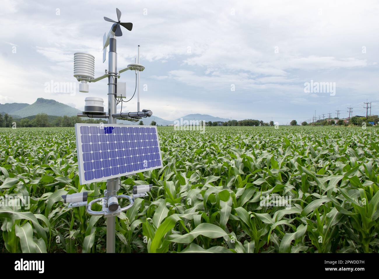 Wetterstation im Maisfeld, 5G-Technologie mit intelligentem Landwirtschaftskonzept Stockfoto