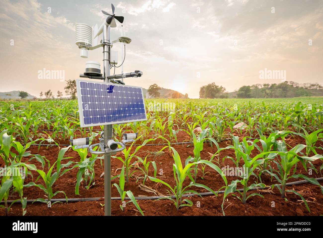 Wetterstation im Maisfeld, 5G-Technologie mit intelligentem Landwirtschaftskonzept Stockfoto