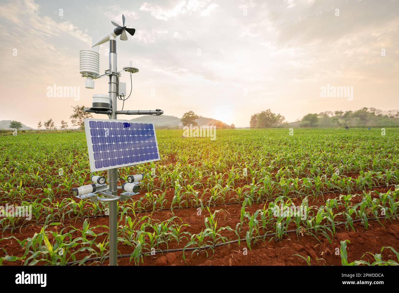 Wetterstation im Maisfeld, 5G-Technologie mit intelligentem Landwirtschaftskonzept Stockfoto
