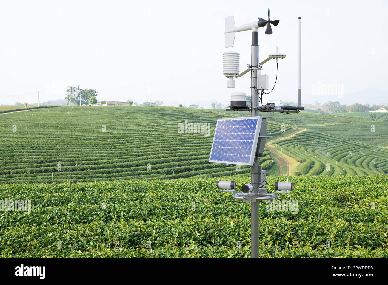 Wetterstation im grünen Teefeld, 5G-Technologie mit intelligentem Landwirtschaftskonzept Stockfoto