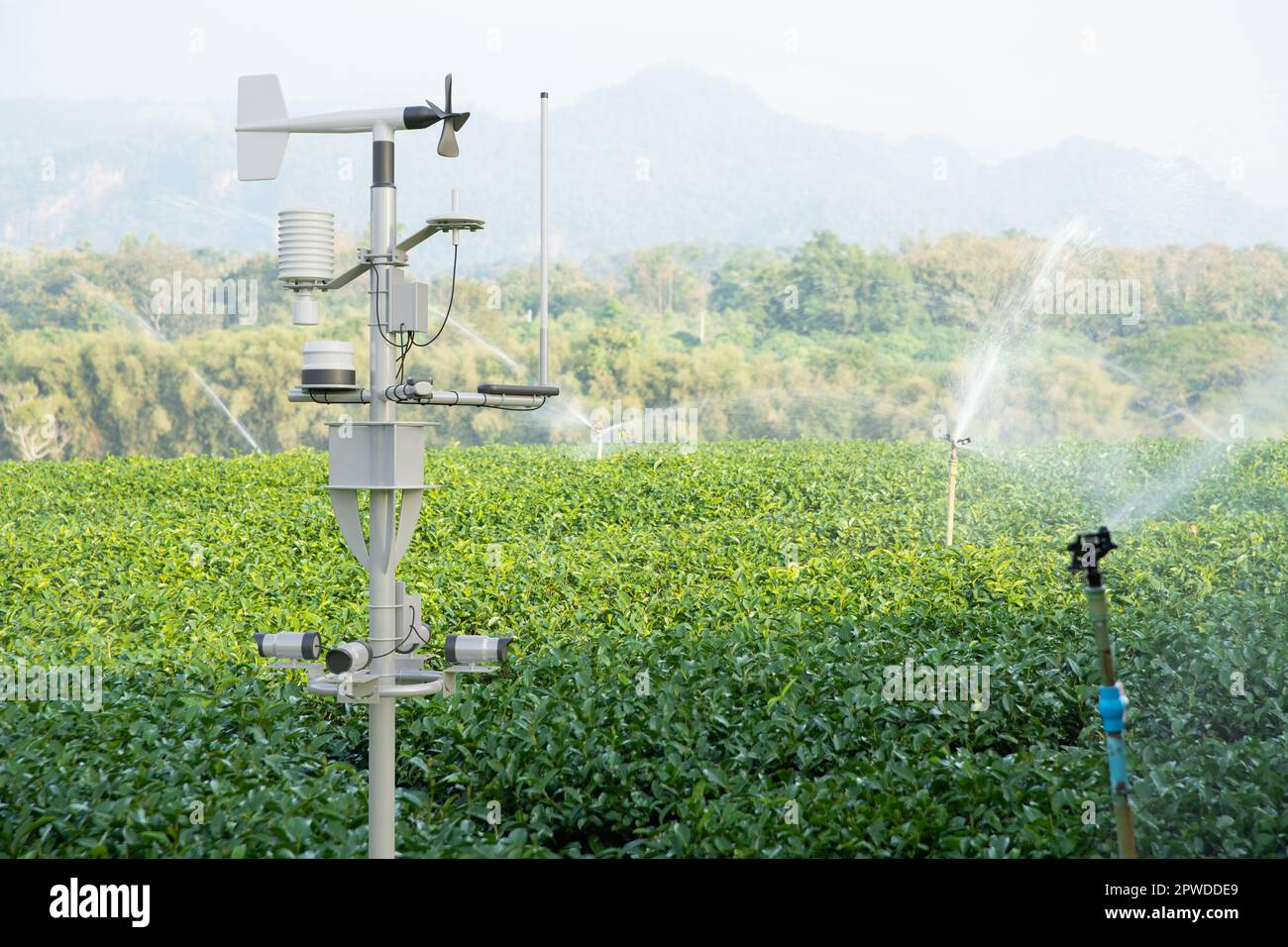 Wetterstation im grünen Teefeld, 5G-Technologie mit intelligentem Landwirtschaftskonzept Stockfoto