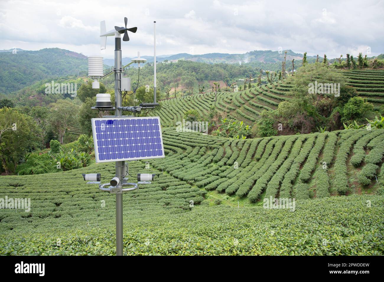Wetterstation im grünen Teefeld, 5G-Technologie mit intelligentem Landwirtschaftskonzept Stockfoto