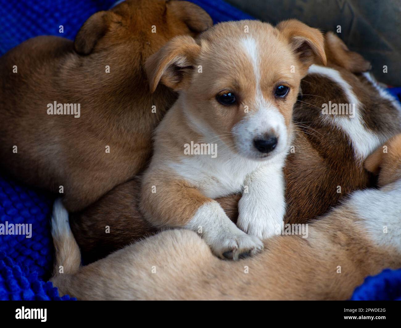 Ein Pack streunender Hunde. Die Hündchen schlafen aufeinander gestapelt. Zum Problem der Obdachlosen. Ein Haufen Straßenwelpen schlafen auf dem "Together On" Stockfoto