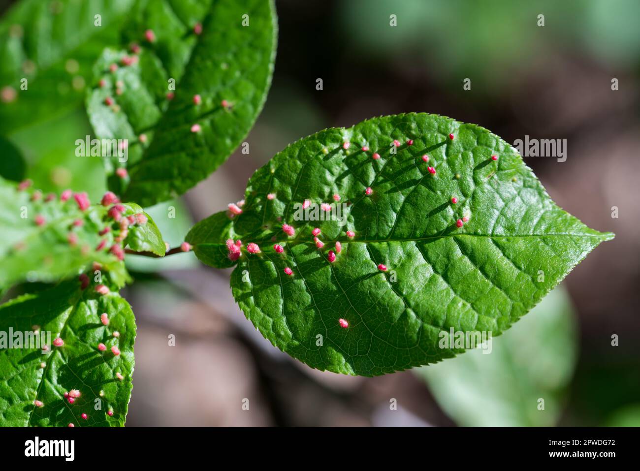 Blätter mit Kalk-Gallenmilbe (Eriophyes tiliae)-Nahaufnahme-Selektivfokus Stockfoto