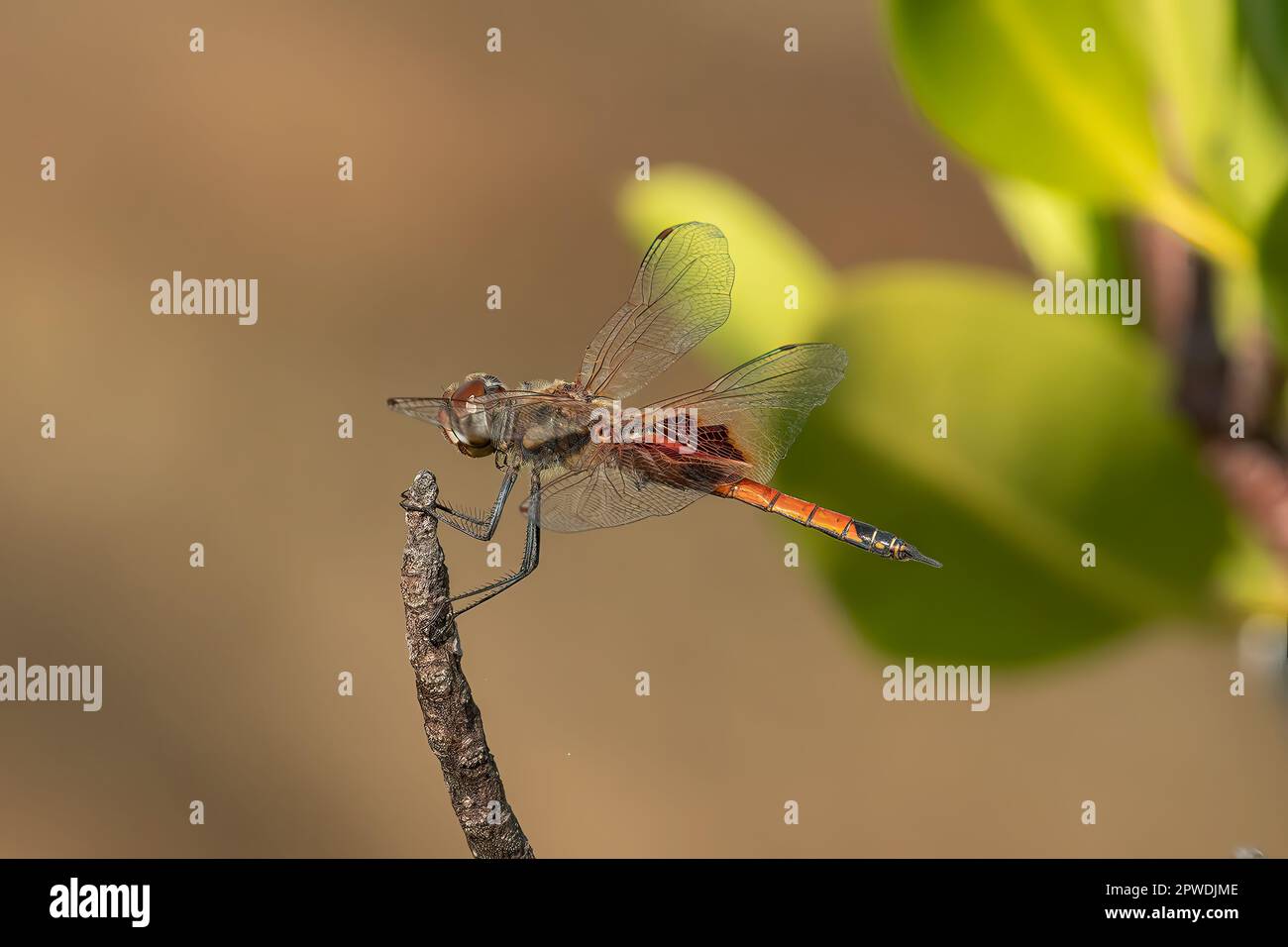 Common Glider (Männlich), Tramea loewii in Jalandal, Kimberley Coast, WA, Australien Stockfoto