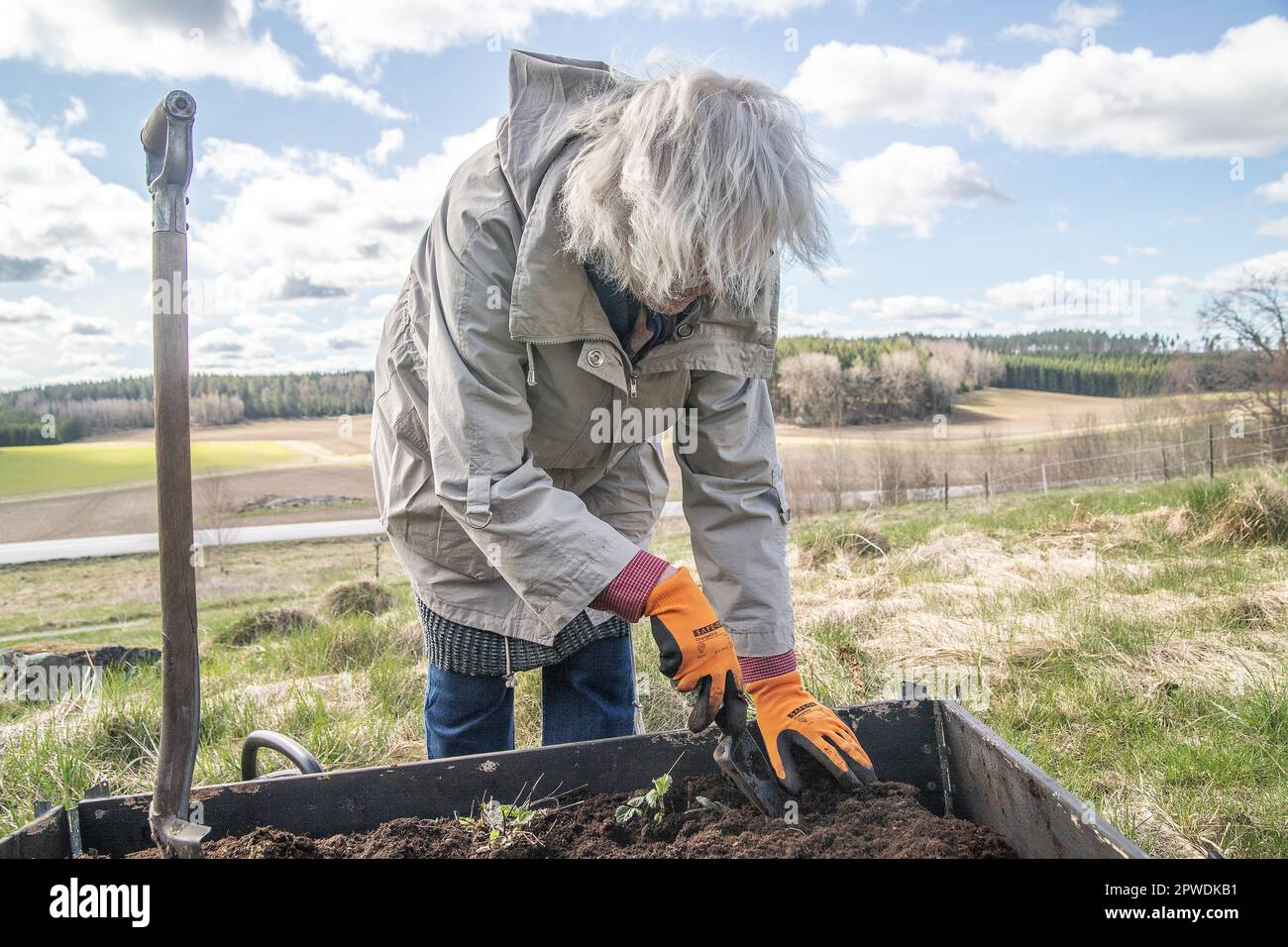 Seniorin pflanzt einen Erdbeerseedling, arbeitet mit Erdbeerpflanzen in Palettenhalter Hochbeet. Gartenkonzept. Schweden. Stockfoto