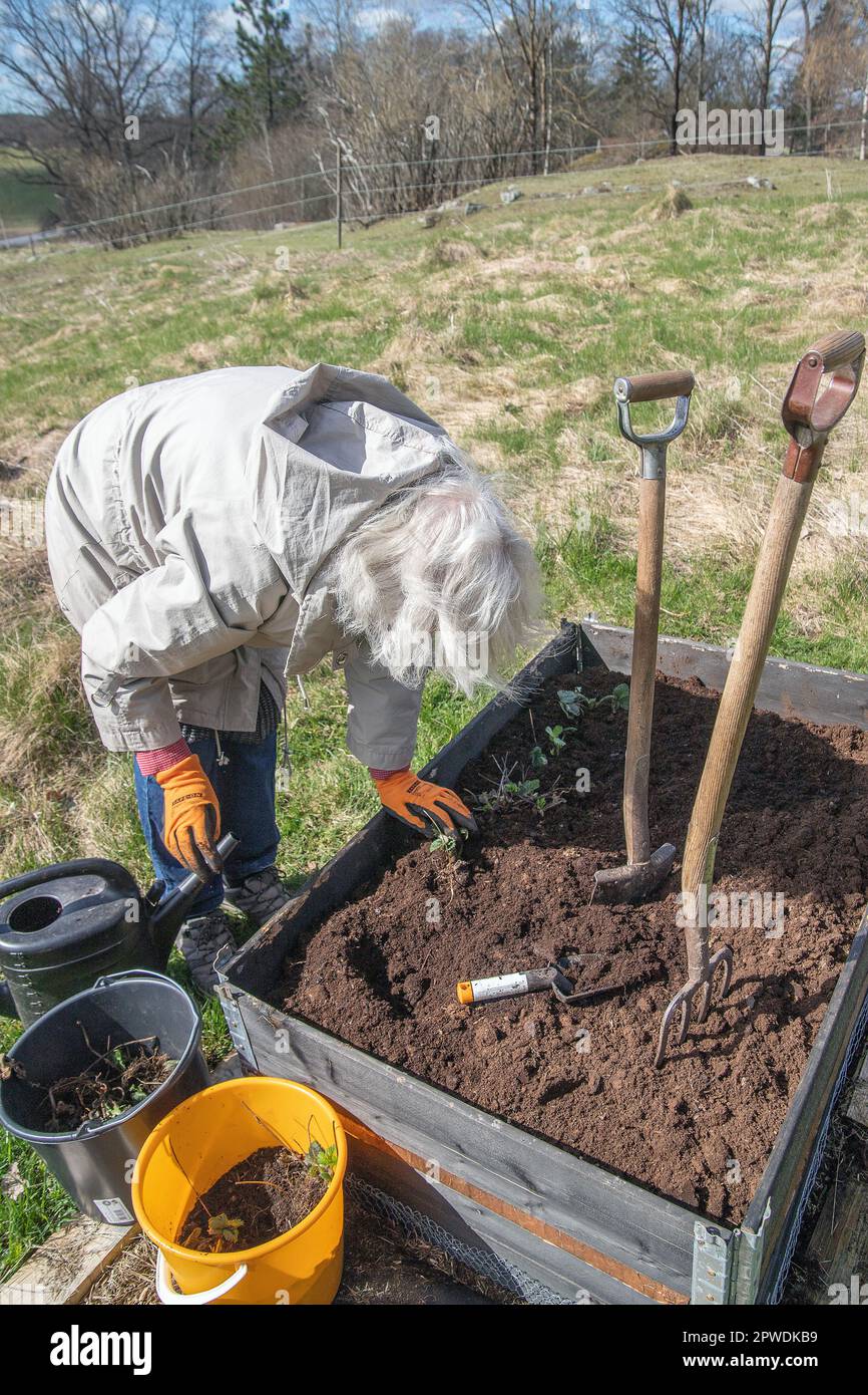 Seniorin pflanzt einen Erdbeerseedling, arbeitet mit Erdbeerpflanzen in Palettenkragen Hochbeet. Gartenkonzept. Schweden. Stockfoto