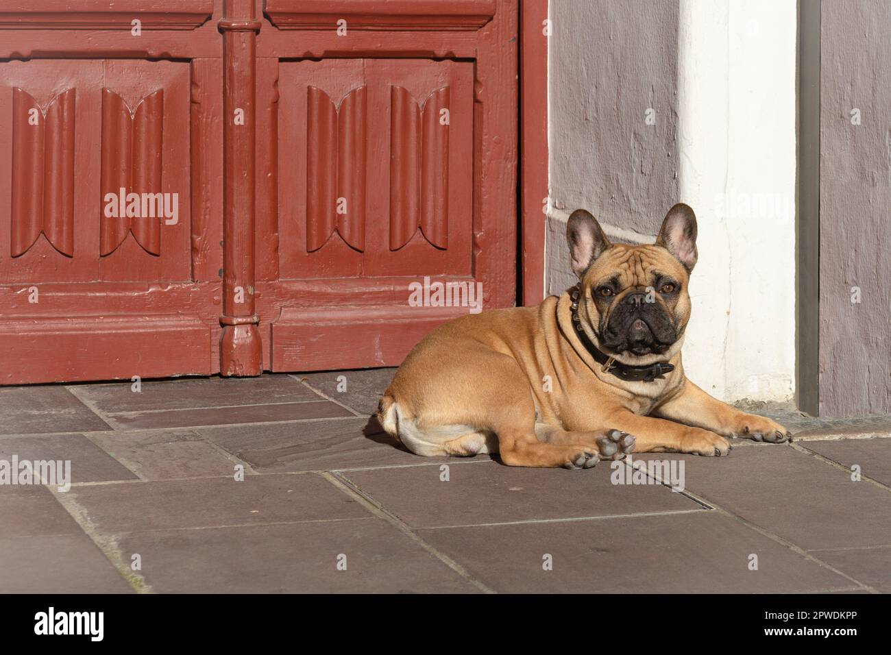 Die französische Bulldogge von Fawn liegt auf der Straße. Hunderasse. Stockfoto