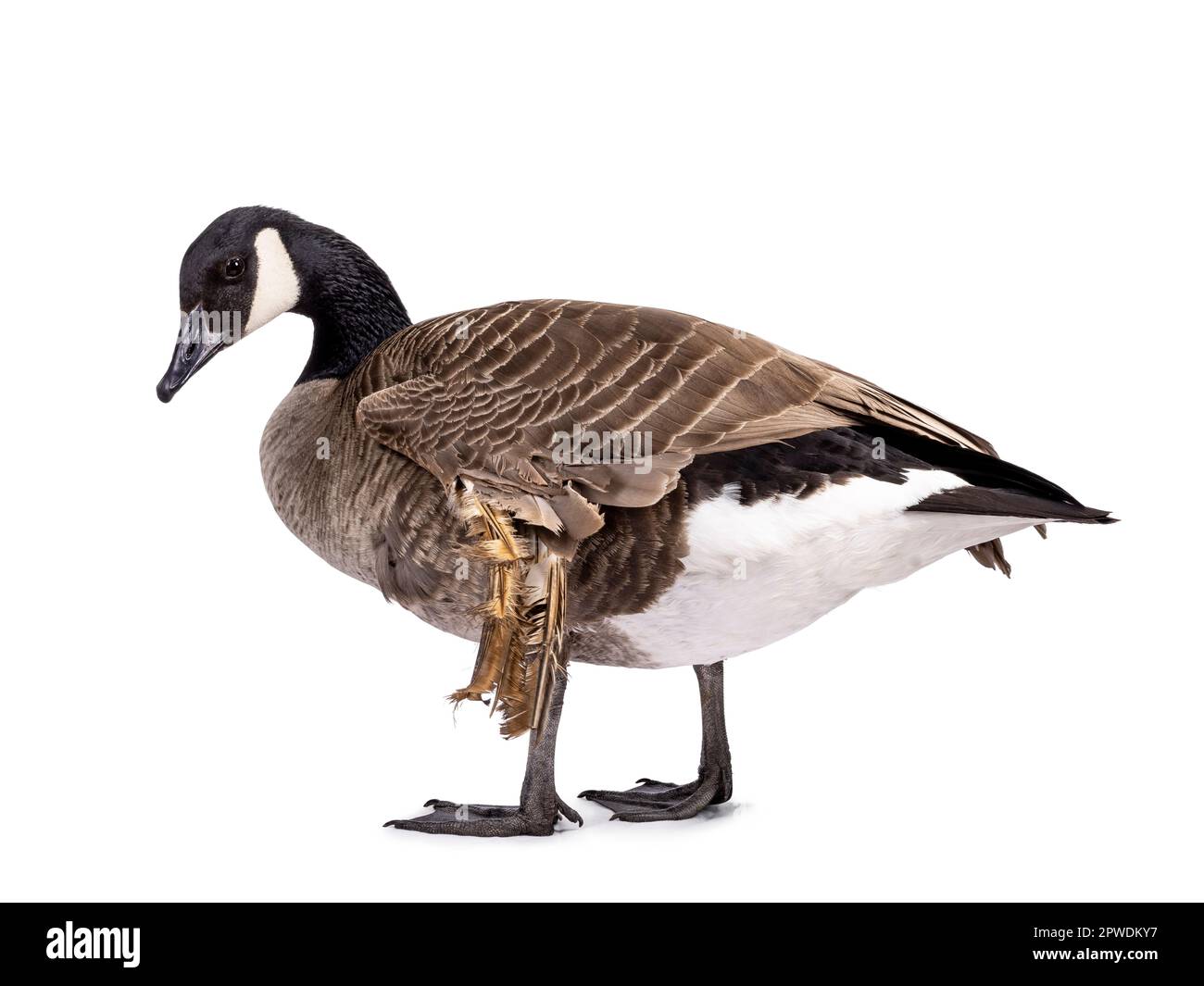 Kleine Kanadische Gans mit Engelsflügel, Seitenwege. Der Blick von der Kamera weg. Isoliert auf weißem Hintergrund. Stockfoto