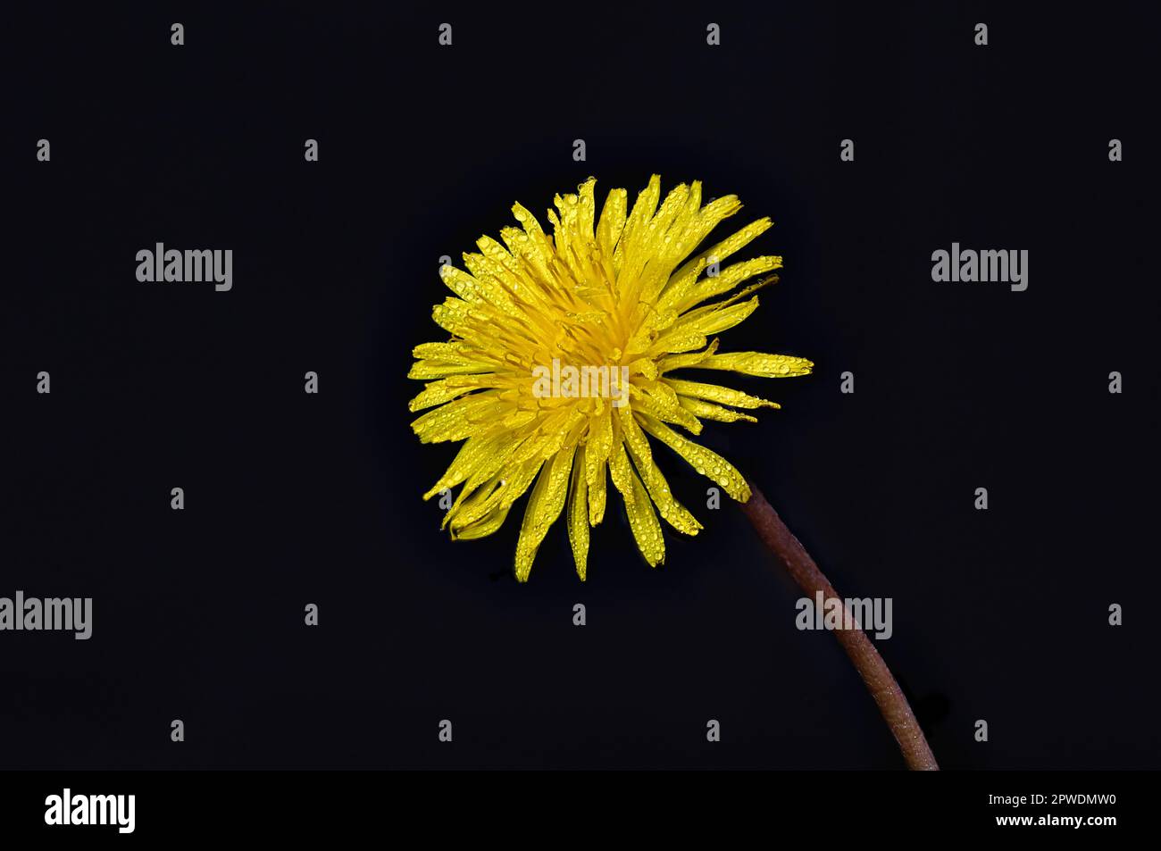 Eine auffällige Makroaufnahme einer Löwenzahn-Blume vor schwarzem Hintergrund, verziert mit Tautropfen, bietet viel Platz für Text. Stockfoto