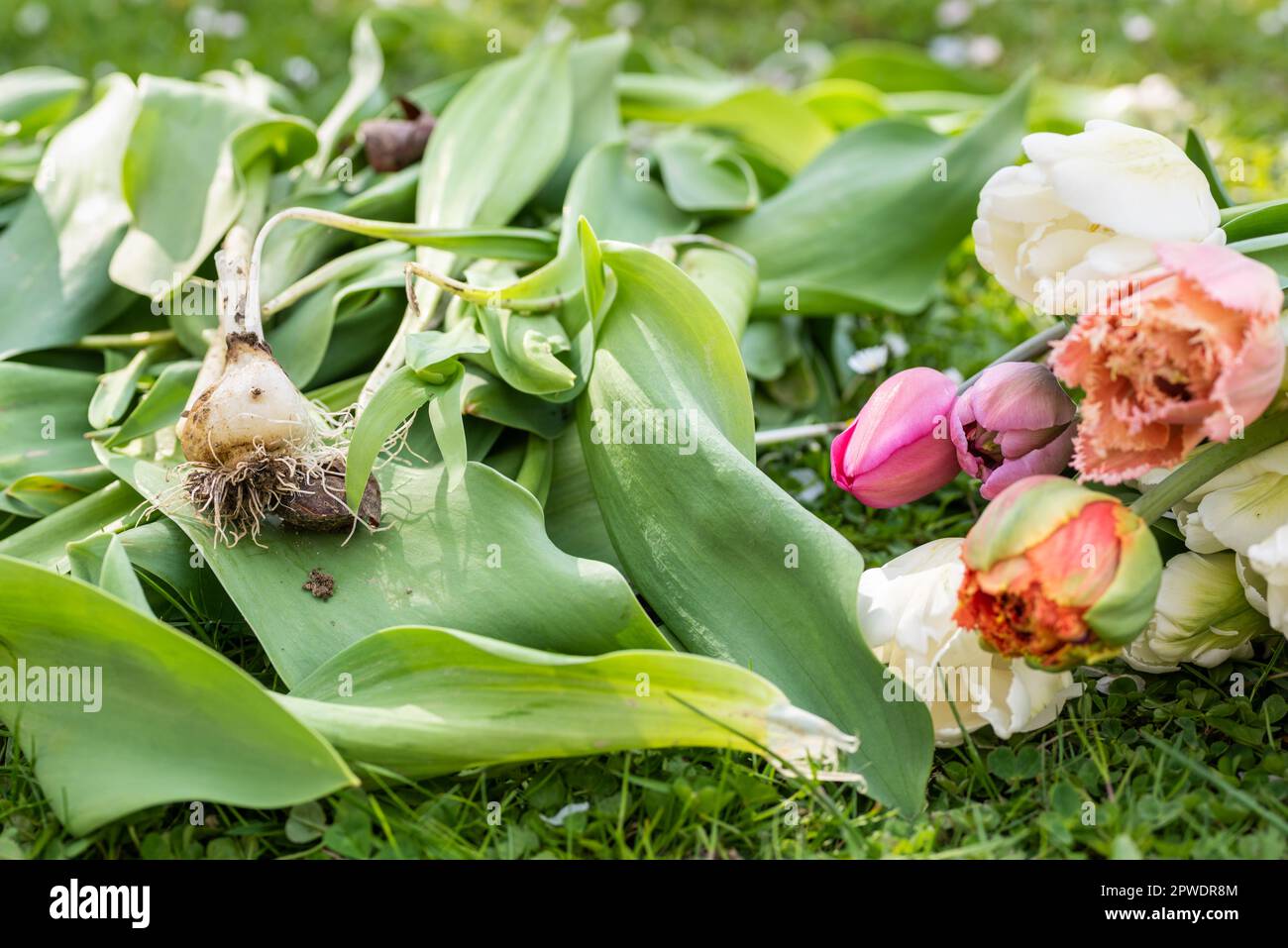 Spezialgeschnittene Blumentupen ernten und säubern. Frisch gepflückte und gereinigte Tulpen Hintergrund. Stockfoto