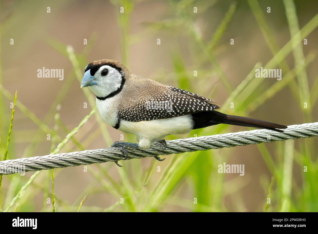 Doppelverbot Finch, Taeniopygia bichenovii in Darwin, NT, Australien Stockfoto