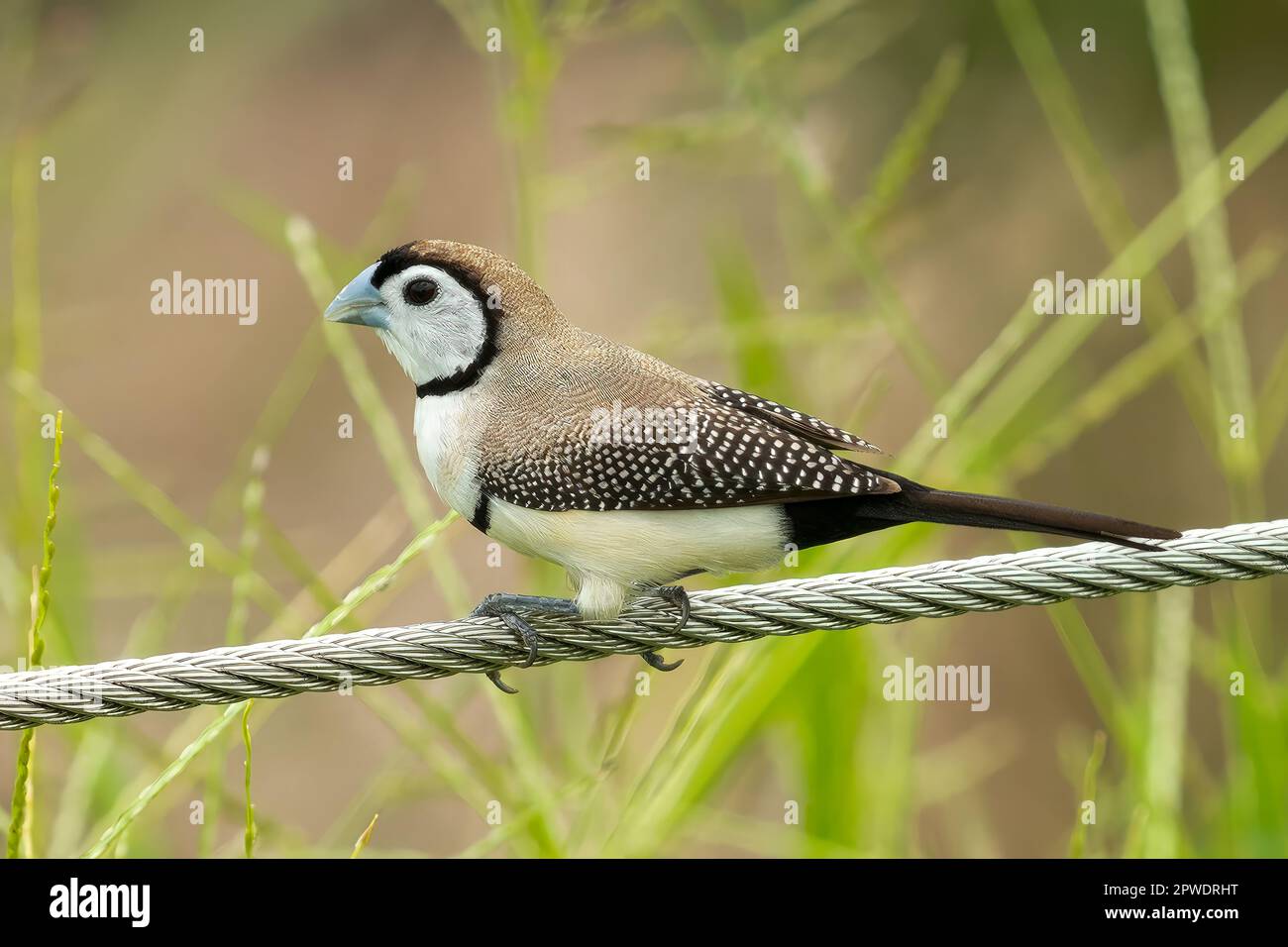 Doppelverbot Finch, Taeniopygia bichenovii in Darwin, NT, Australien Stockfoto
