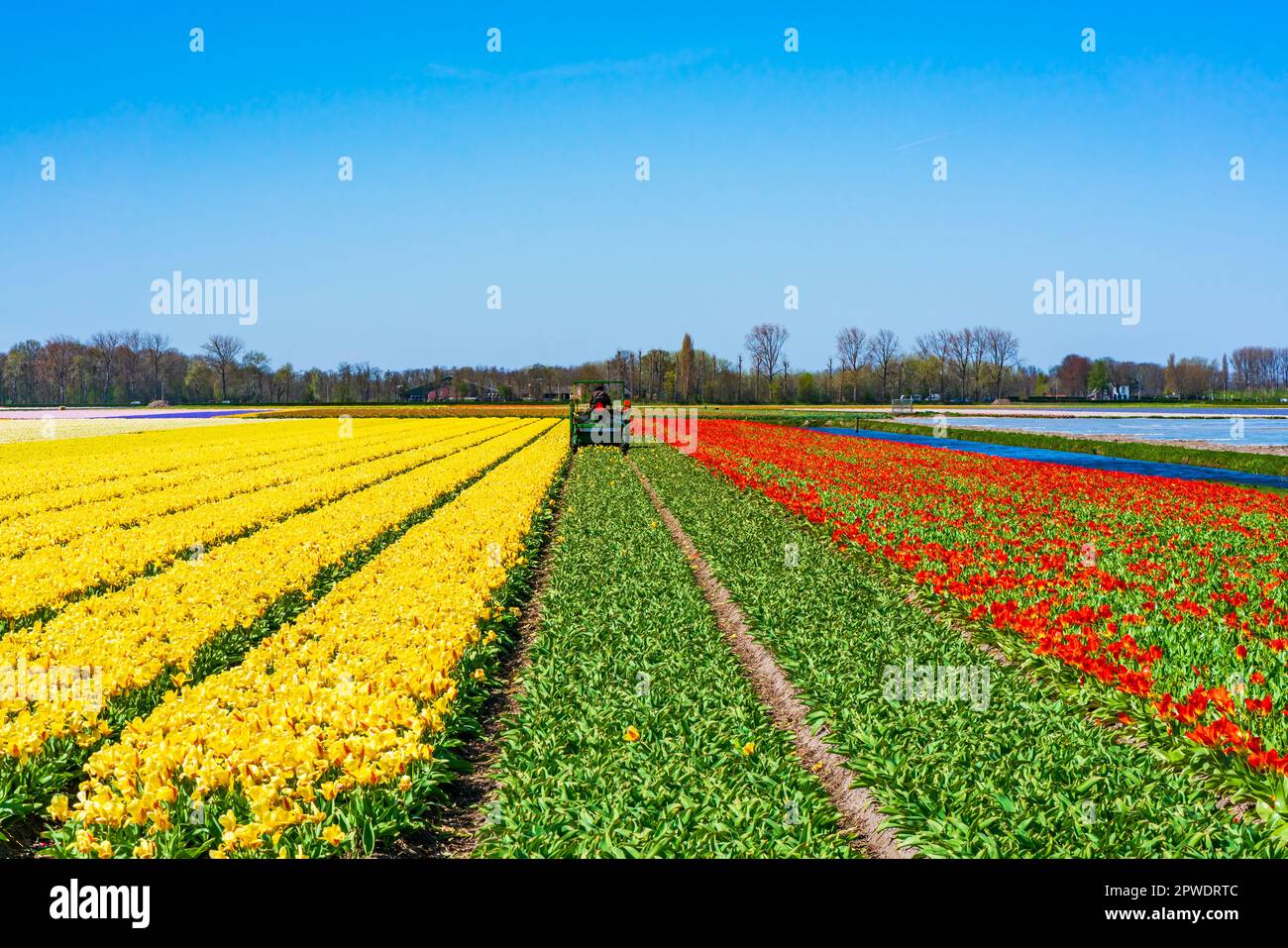 Der Landwirt auf einem Mähdrescher erntet blühende Tulpen auf einem Feld in Lisse. Holland Stockfoto