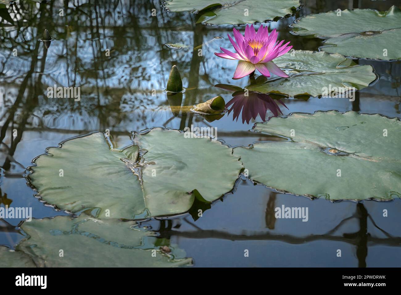 Wasserlilie in den Oxford Botanic Gardens Stockfoto