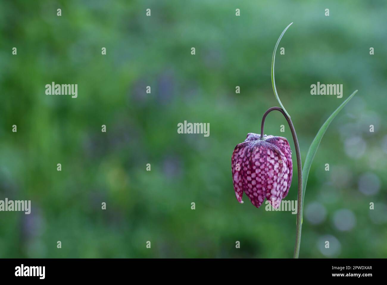 Schlangenkopf-Fritillarblume auf grünem Hintergrund. Fritillaria meleagris, gemeinhin als Schlangenkopffritillar oder karierte Lilie bekannt, ist eine Wildnis Stockfoto