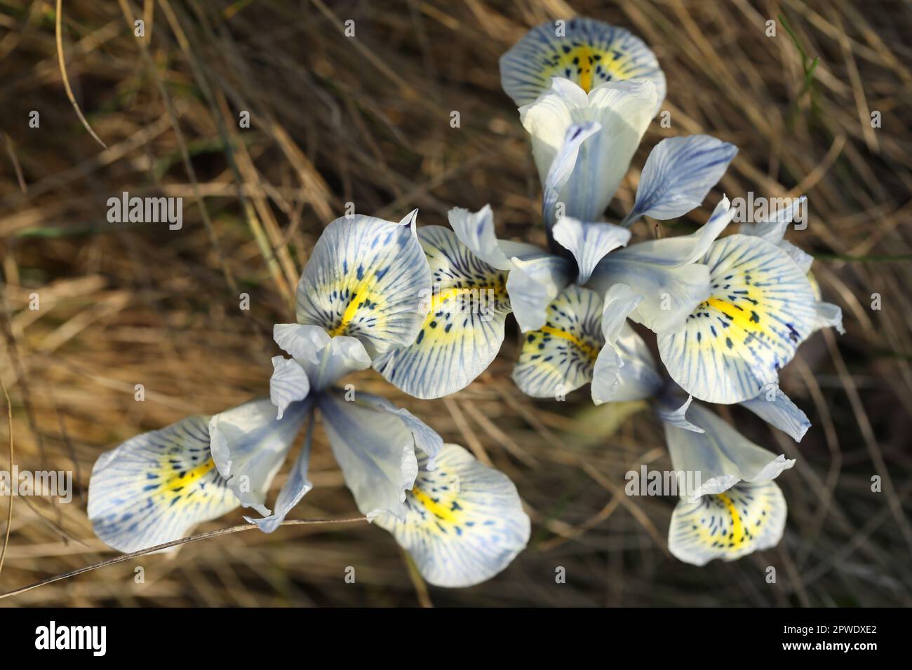 Ein Haufen blauer Irisenblüten im Gras Stockfoto