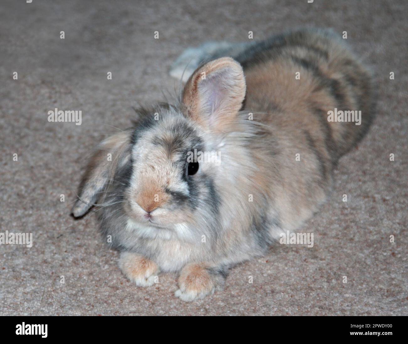 Mini Lion Lop Rabbit Buck Jugendlicher Stockfoto