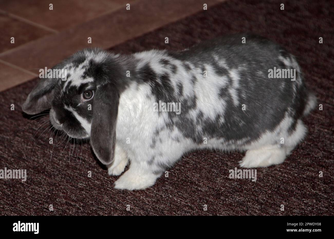 Minilop Rabbit Doe Stockfoto