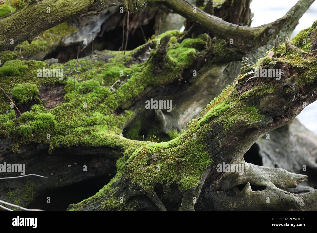 Alter gebrochener Baum mit hellgrünem Moos Stockfoto