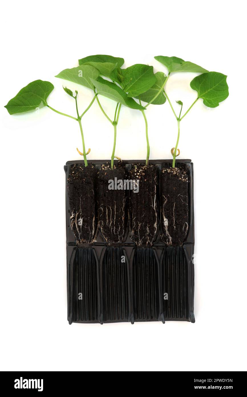Pflanzen von Läuferbohnen, die in der Samenschale des Wurzeltrainers wachsen, um vor dem Auspflanzen Wachstum zu entwickeln. Querschnitt mit frei liegenden Wurzeln in offenem aufrechtem Modul Stockfoto