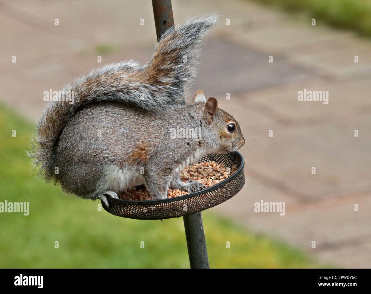 Graues Eichhörnchen (sciurus carolinensis) auf Vogelzufütterung, Wales Stockfoto