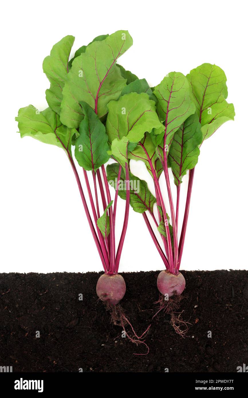 Rote-Bete-Pflanzen wachsen in der Erde mit Wurzelbällen, Querschnitt. Bio-Lebensmittel, lokale nachhaltige Landwirtschaft, frische Produkte. Auf Weiß. Stockfoto