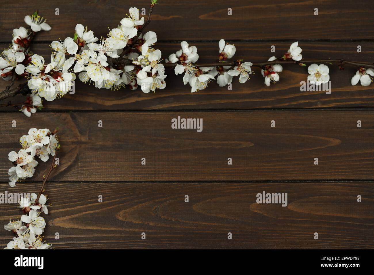 Dunkelbrauner Holzhintergrund mit Frühlingsapricot-Blüte und Kopierbereich Stockfoto