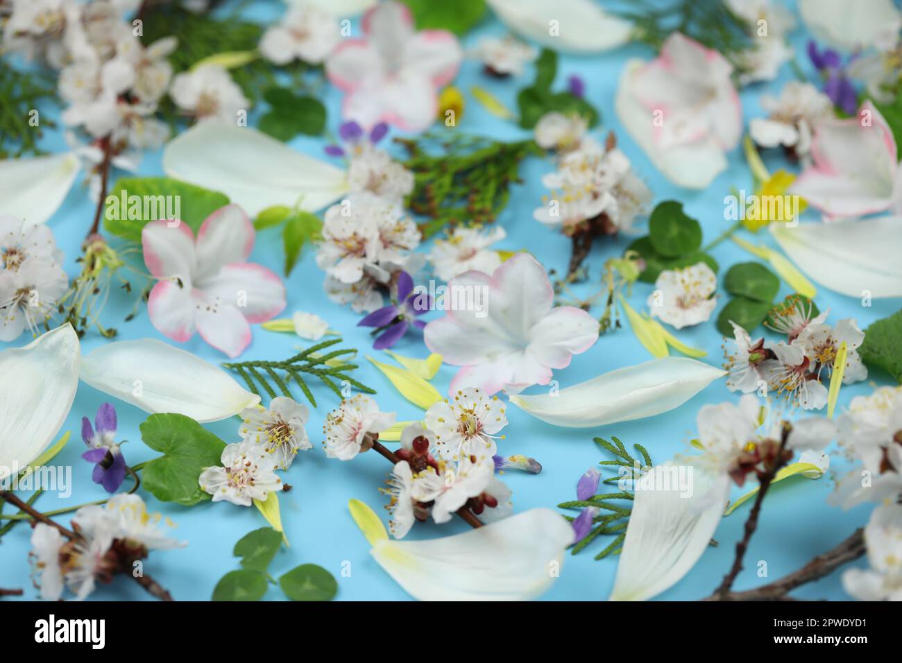 Ein blauer Hintergrund mit Frühlingsblumen und Blättern darauf Stockfoto