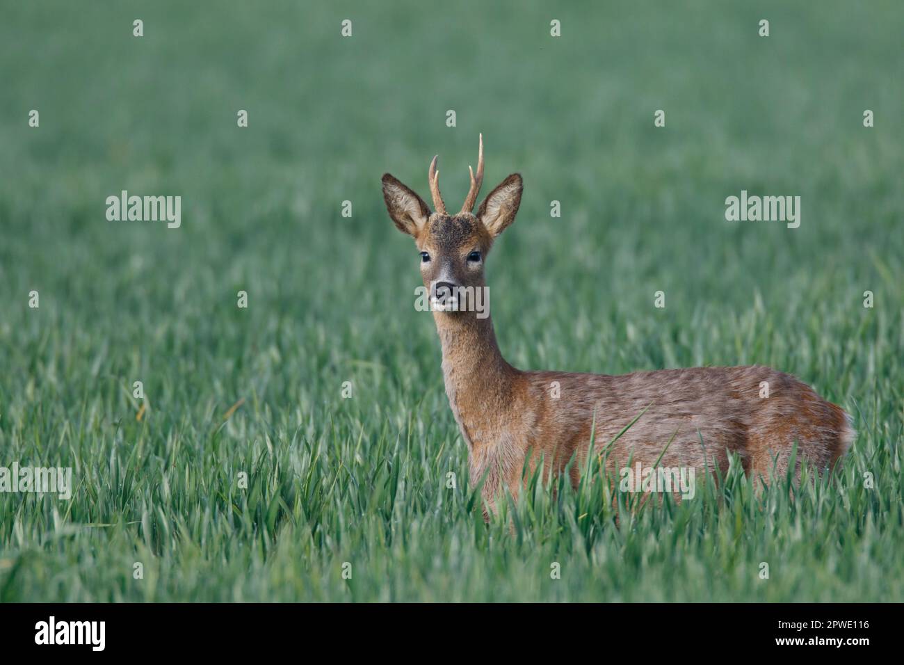 A Roebuck Roe Deer on Ackerland in Witchford in Cambridgeshire England, Mai 2023 Stockfoto