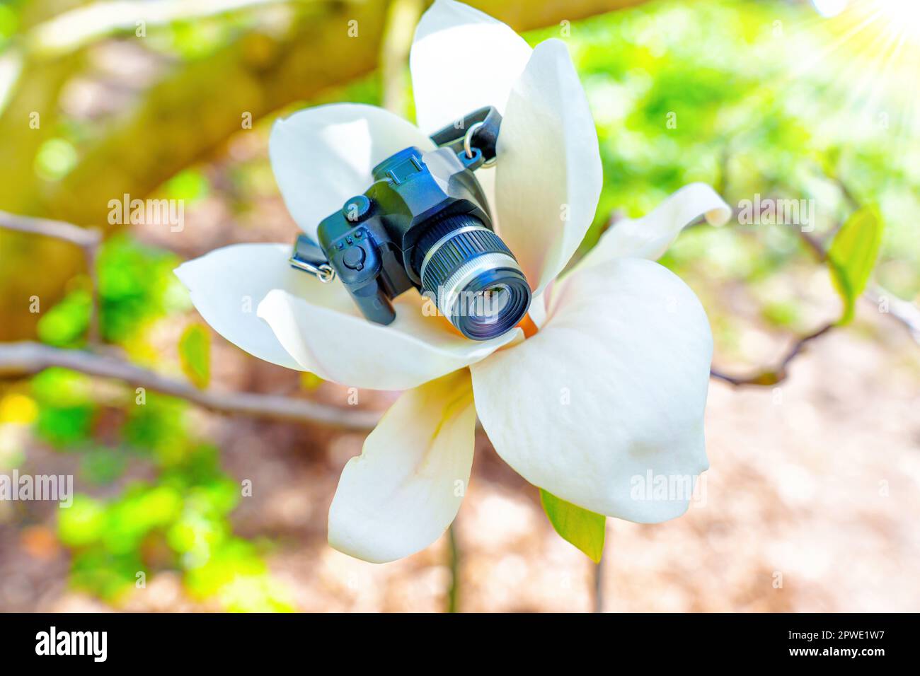 Eine Miniatur-Profi-Kamera, die auf den zarten Blütenblättern einer blühenden weißen Magnolienblume ruht. Stockfoto