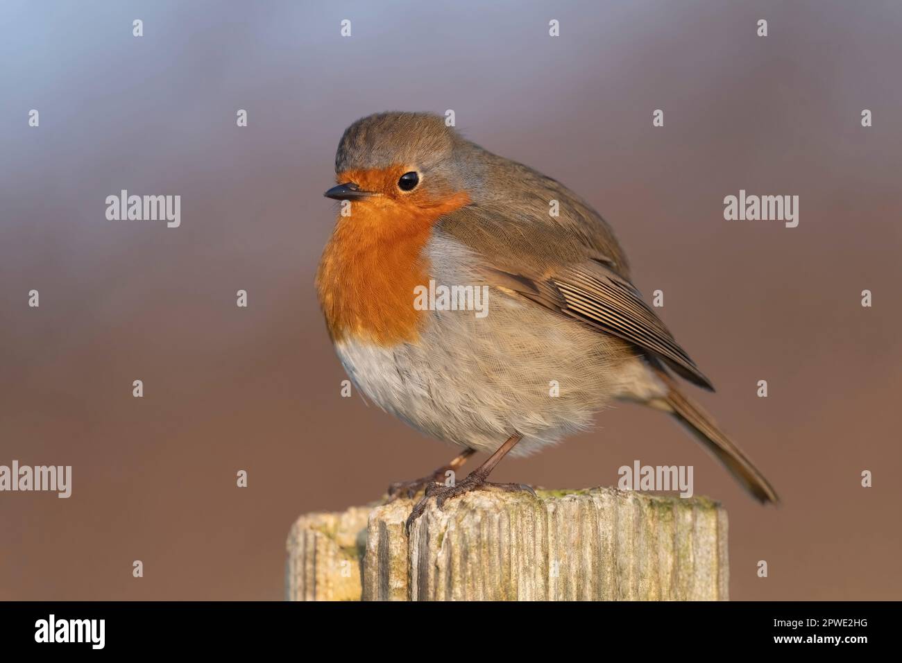 Robin Redbreast auf einem Zaun in großbritannien im Winter Stockfoto