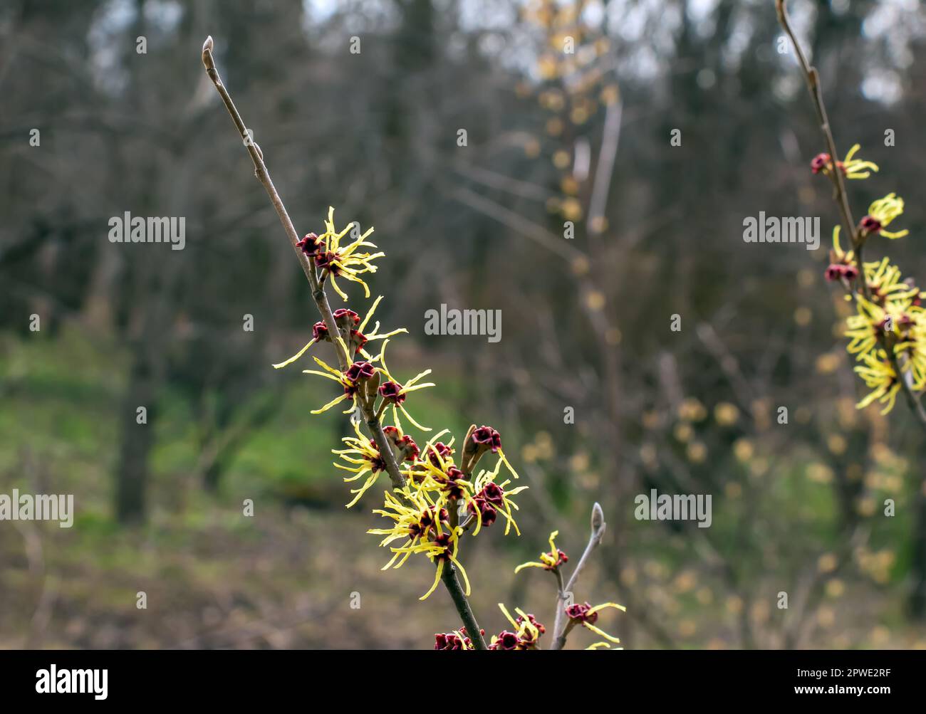 Blume von Hazel Hexenstaub, Hamamelis virginiana im Frühling. Hamamelis hat im Frühling wunderschöne gelbe Blumen. Stockfoto