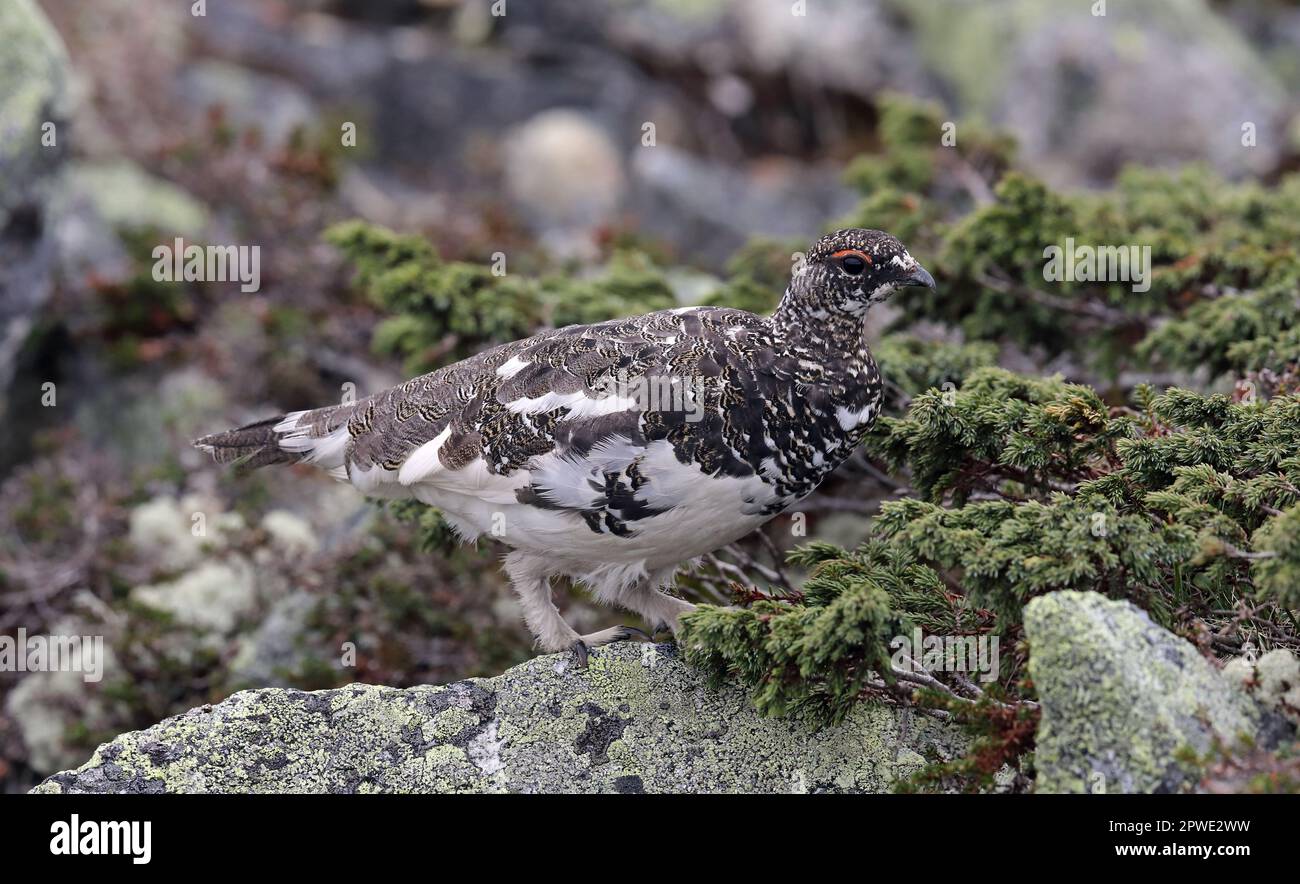 Felsptarmigan in arktischer Landschaft Stockfoto