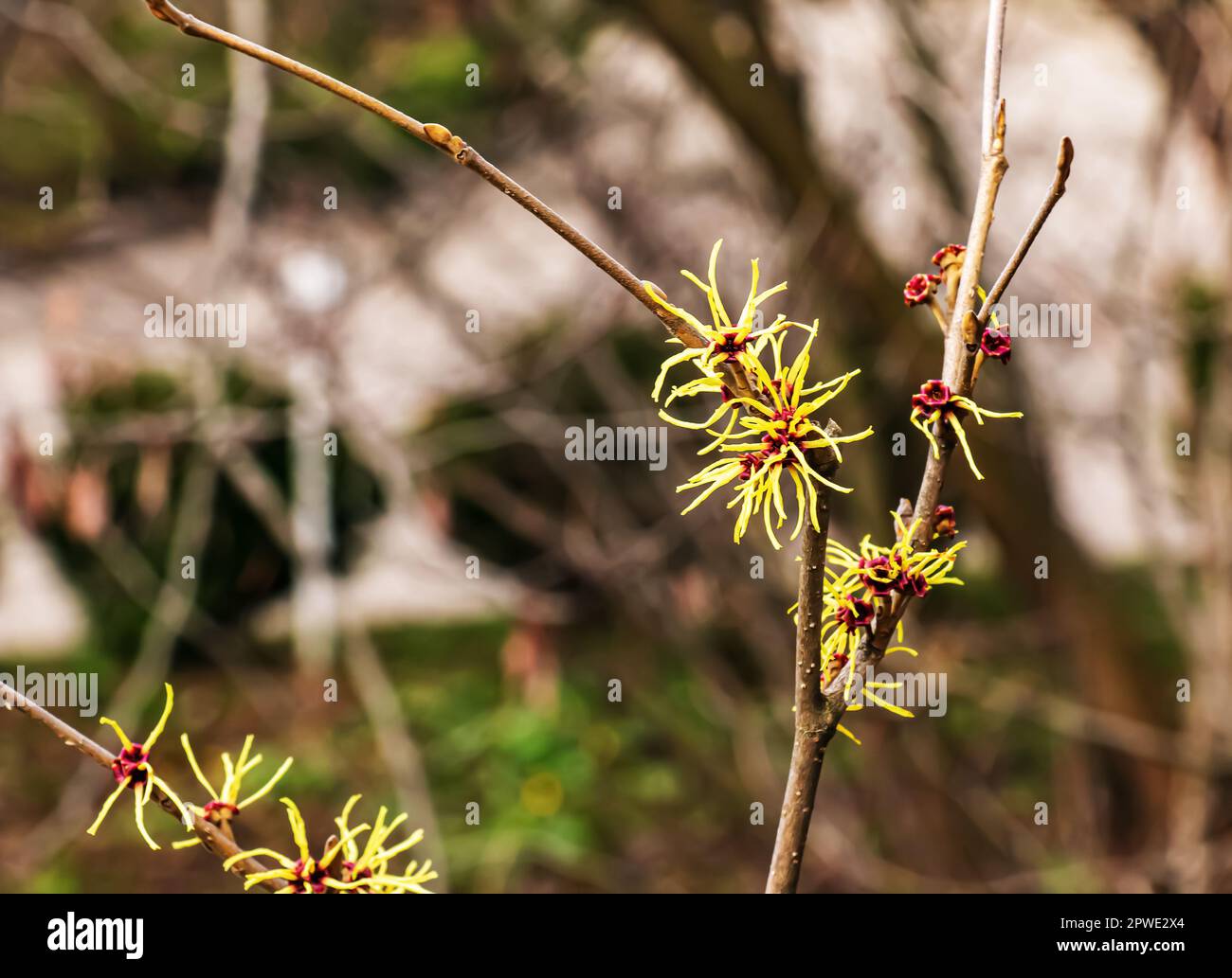 Blume von Hazel Hexenstaub, Hamamelis virginiana im Frühling. Hamamelis hat im Frühling wunderschöne gelbe Blumen. Stockfoto