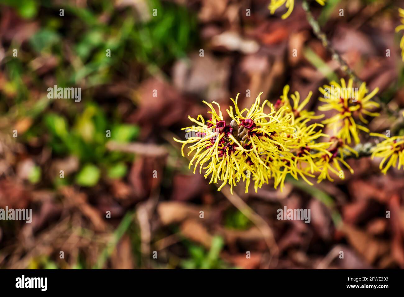 Blume von Hazel Hexenstaub, Hamamelis virginiana im Frühling. Hamamelis hat im Frühling wunderschöne gelbe Blumen. Stockfoto