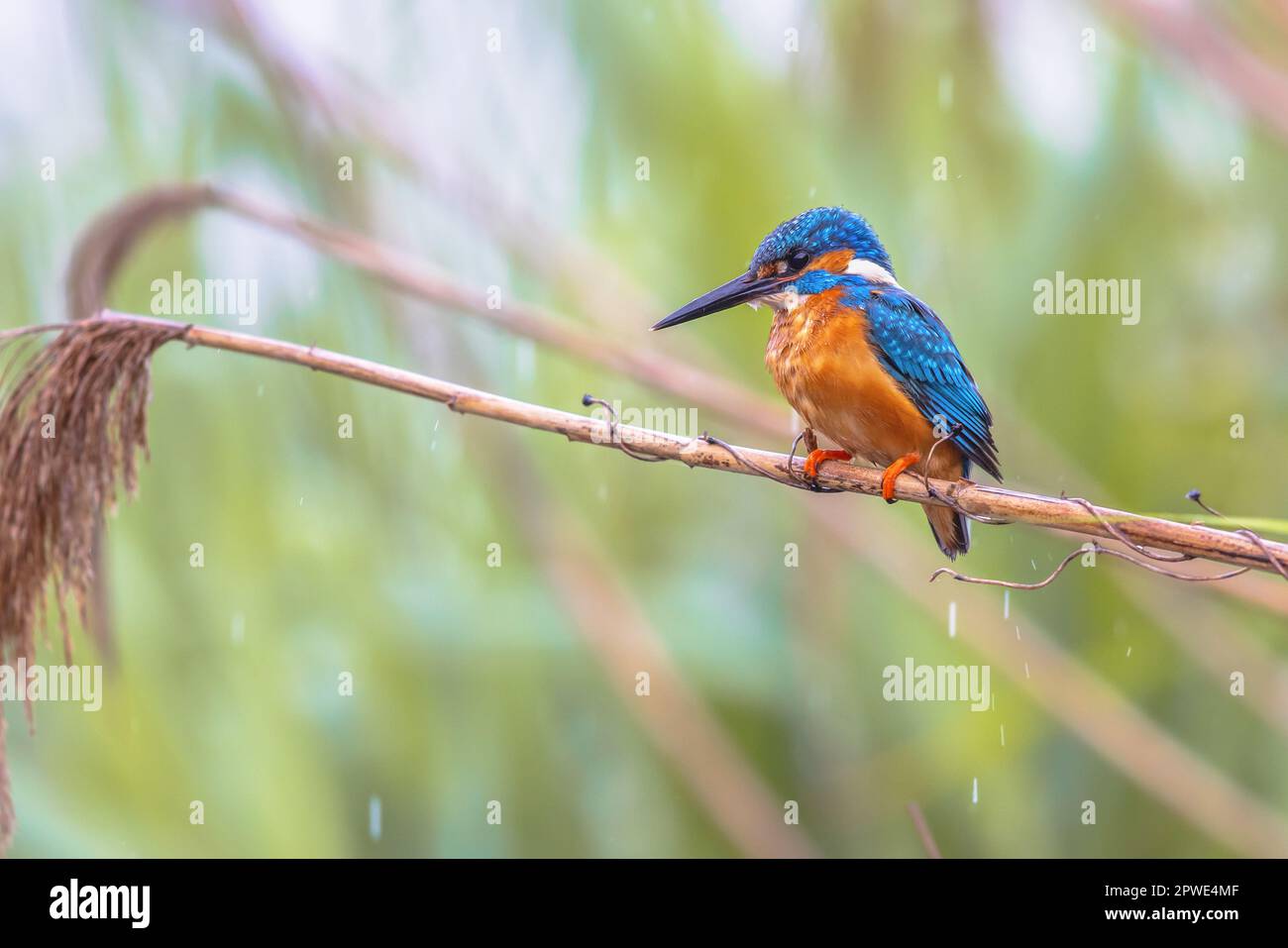 Gewöhnlicher Europäischer Eisfischer (Alcedo atthis), der auf Schilf über dem Fluss thront und nach Fischen jagt. Dieser farbenfrohe Vogel ist in ganz Europa sehr verbreitet. W Stockfoto