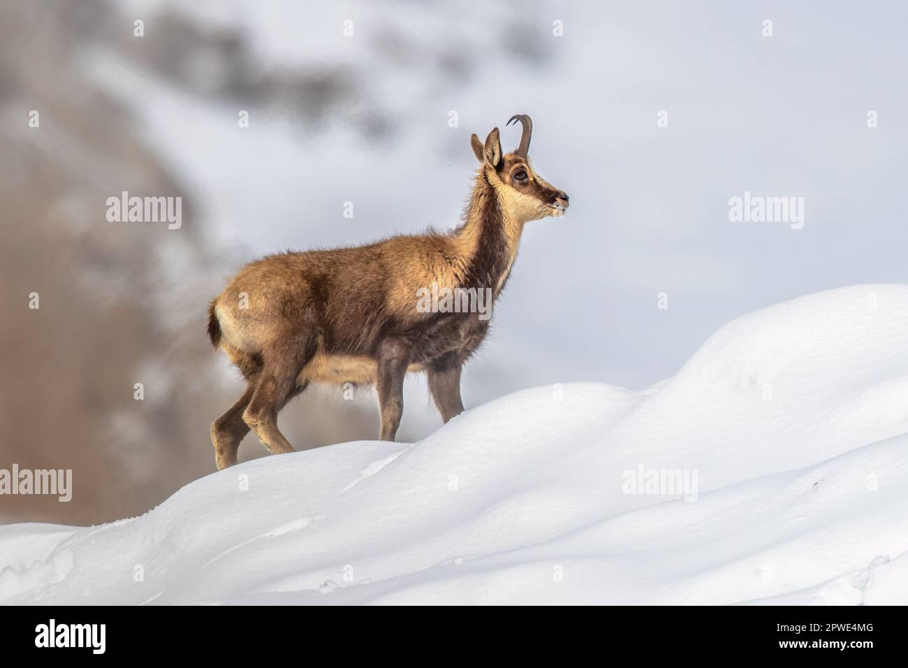 Chamois (Rupicapra rupicapra) Ziegenantilope im Schnee der Spanischen Pyrenäen. Naturlandschaft in Europa. Stockfoto