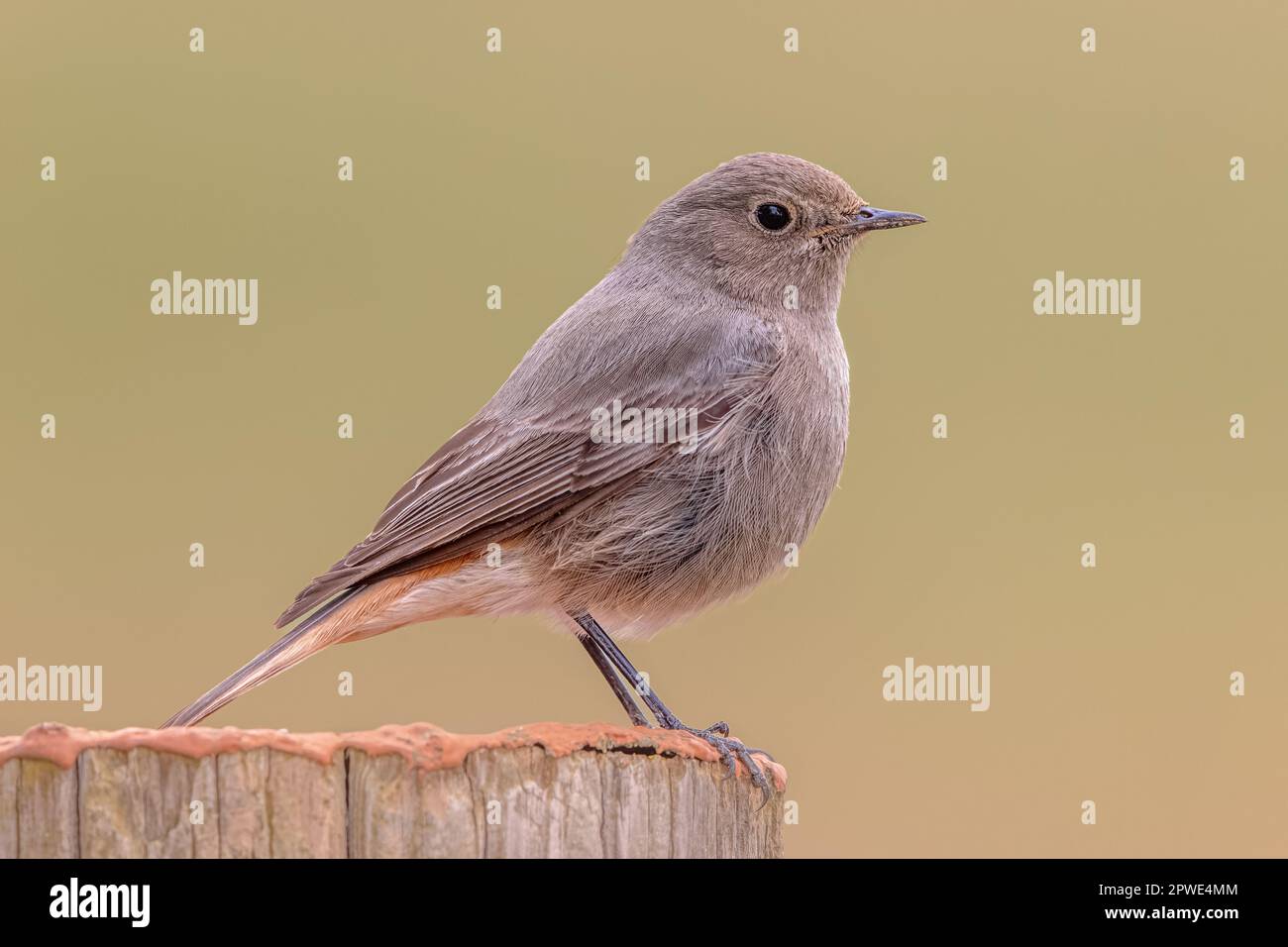 Schwarzer Rotbarsch (Phoenicurus ochruros), weiblicher Vogel hoch oben an der Stange. Naturlandschaft in Europa. Stockfoto