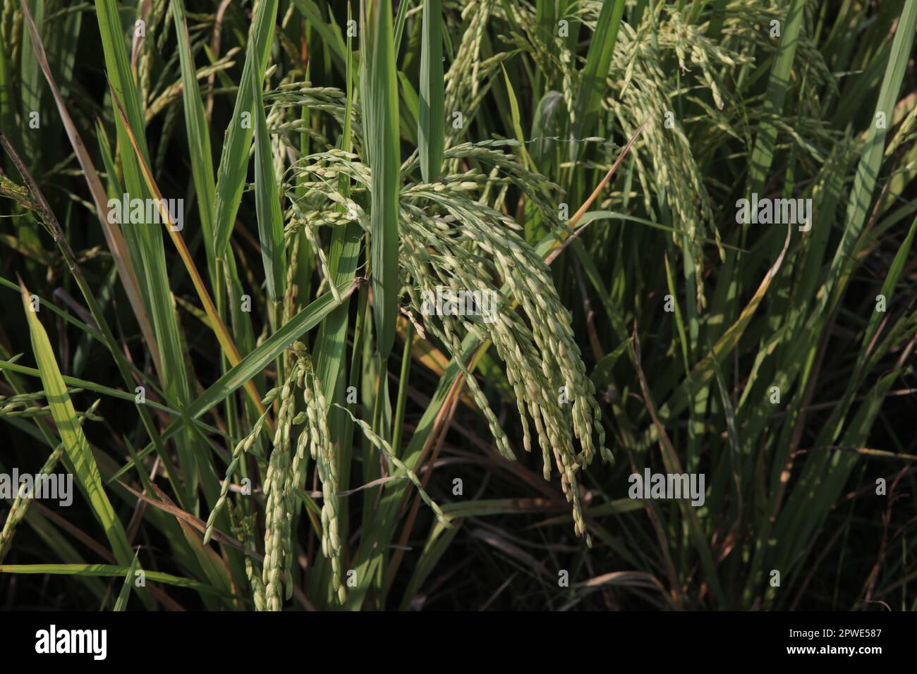 Reisfeld-Plantage. Reisfeld Stockfoto