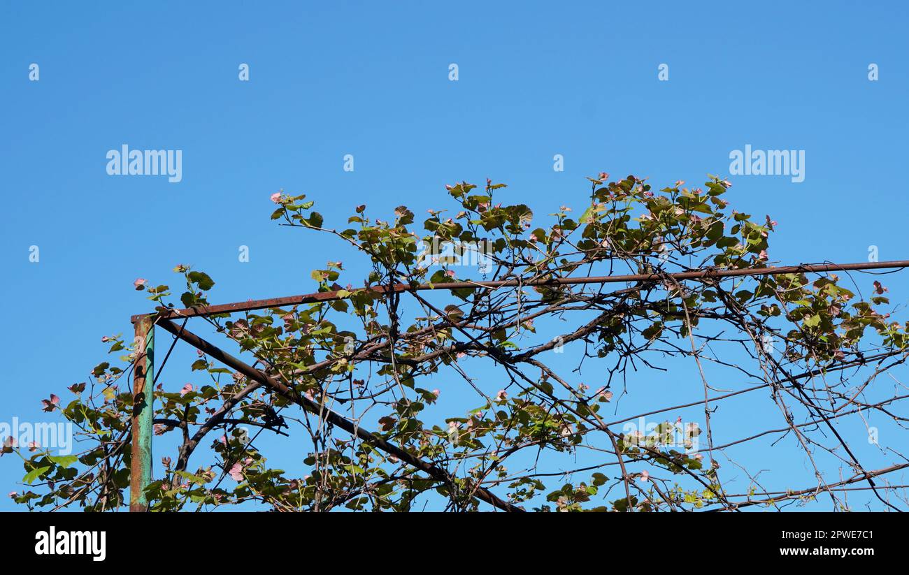 Weinrebenpflanze Vitis vinifera mit neuen grünen Blättern und Blumen, die sich im Frühling in einem Garten am blauen Himmel auf Metalldrähten stützen Stockfoto