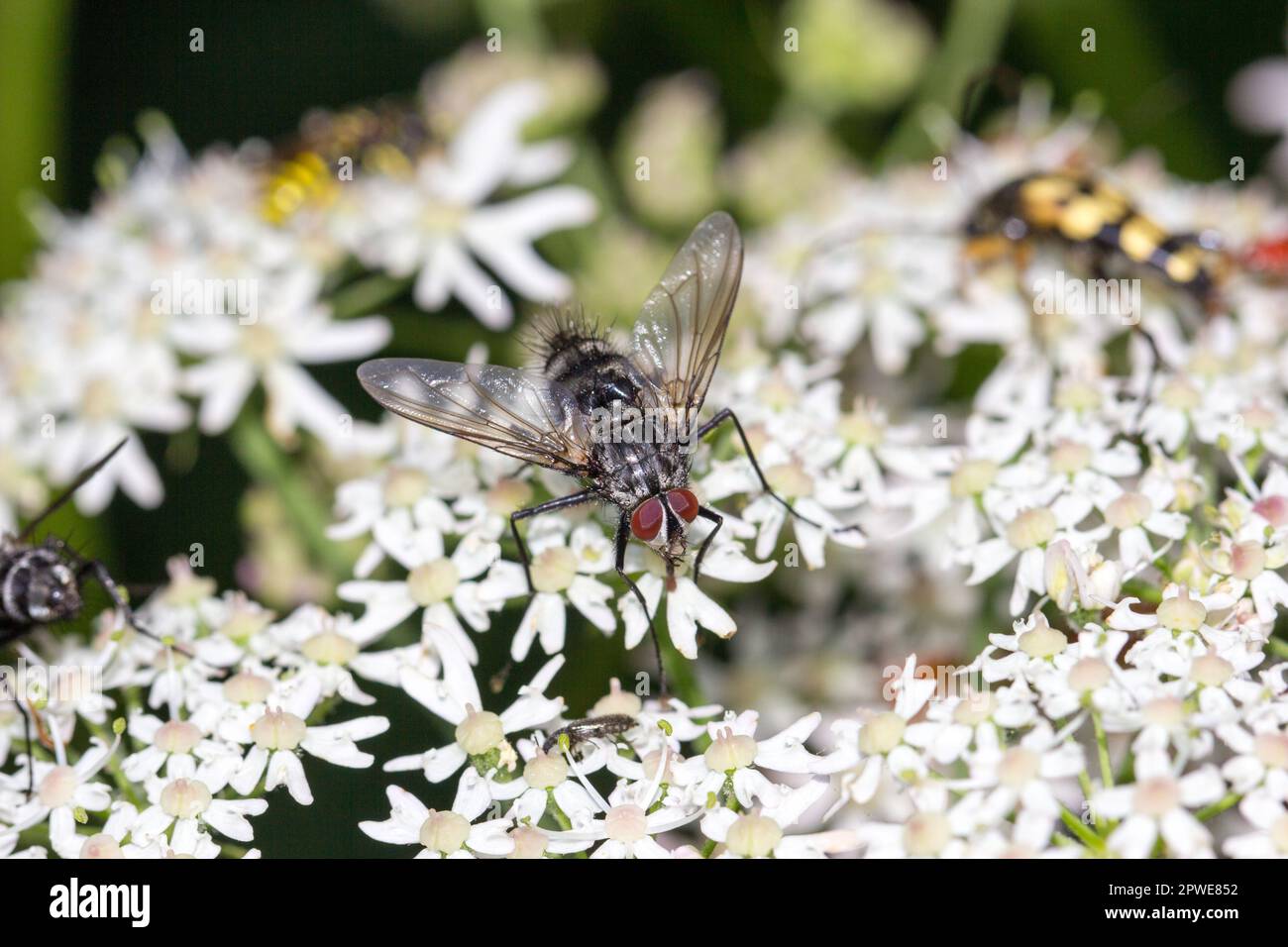 Fliegen Sie auf einer weißen Blume. Makro einer Fliege mit roten Verbundaugen. Beispielsweise für Hintergrund, Tapete, Leinwand, Kalender usw. Stockfoto