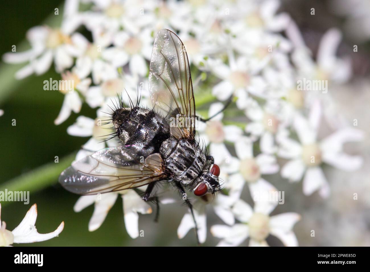 Fliegen Sie auf einer weißen Blume. Makro einer Fliege mit roten Verbundaugen. Beispielsweise für Hintergrund, Tapete, Leinwand, Kalender usw. Stockfoto